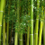 Why bamboo products will conquer the world one day !